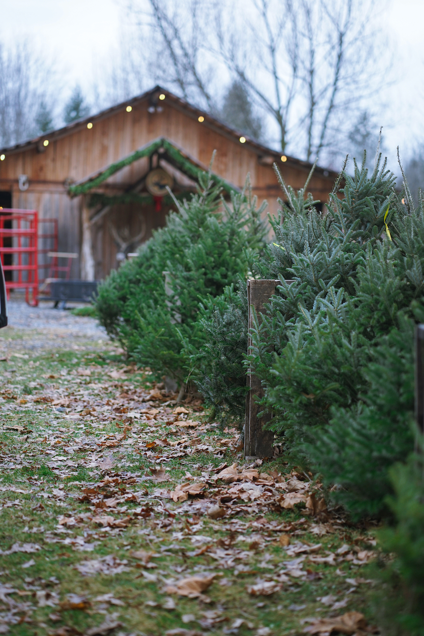 Rochester photography tree farm